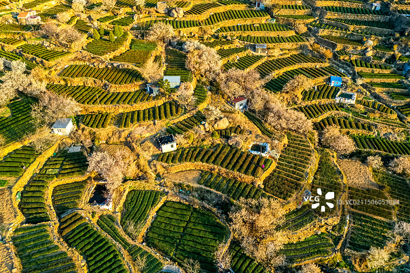 青岛崂山茶园 崂山雕龙嘴梯田图片素材
