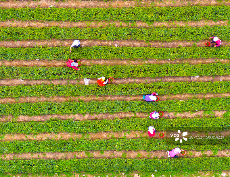 青岛崂山庙石茶园图片素材