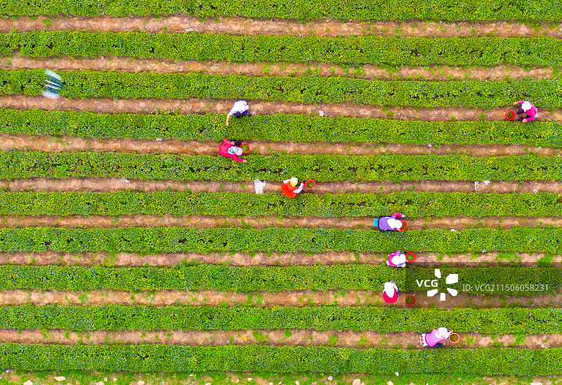 青岛崂山庙石茶园图片素材