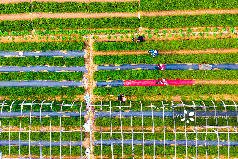 青岛崂山庙石茶园图片素材