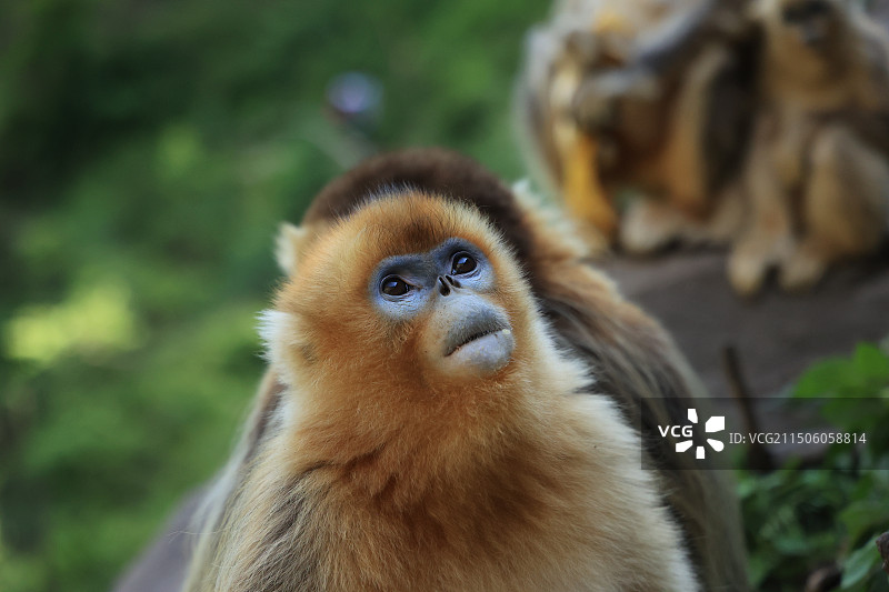 猴子向别处看的特写镜头图片素材