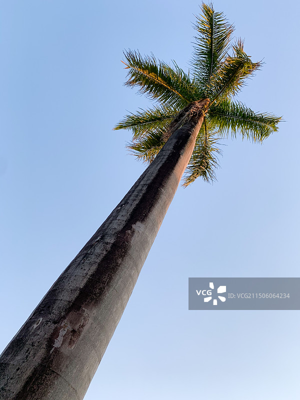 高大的棕榈树图片素材