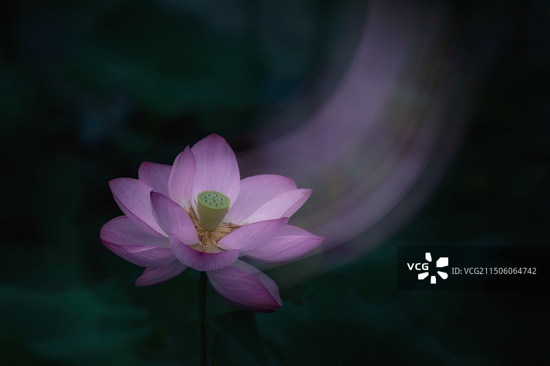 荷·韵……图片素材