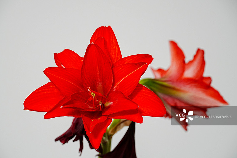 朱顶红花开特写图片素材