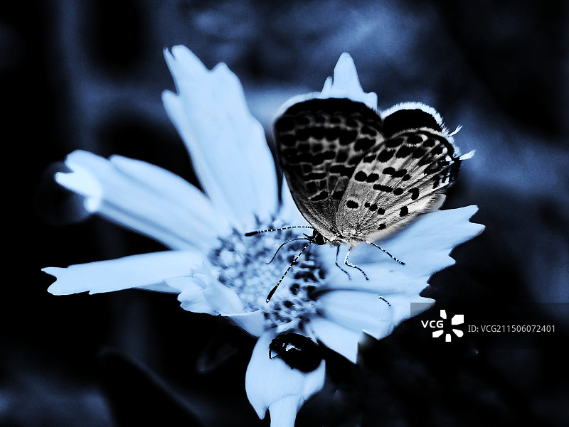 残缺之争图片素材