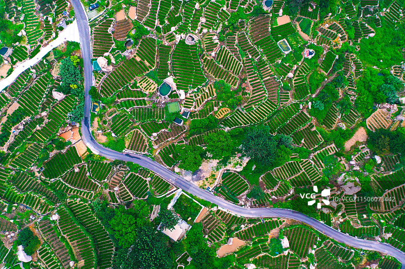 崂山茶园图片素材