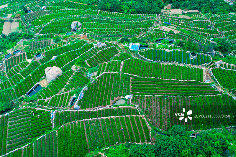 崂山茶园图片素材