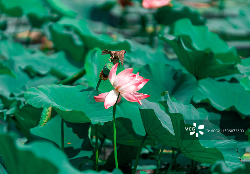 麻雀从荷花上飞起来图片素材