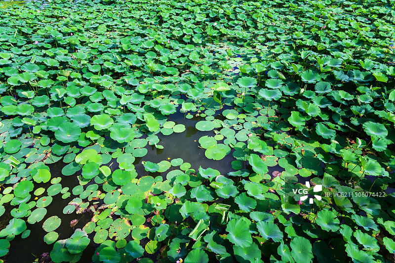 夏季荷塘湖面游船荷花荷叶图片素材