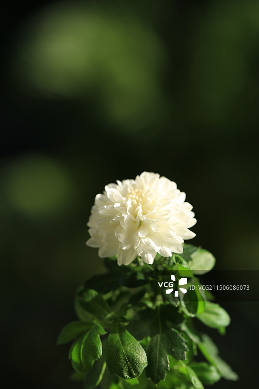 白色小菊图片素材