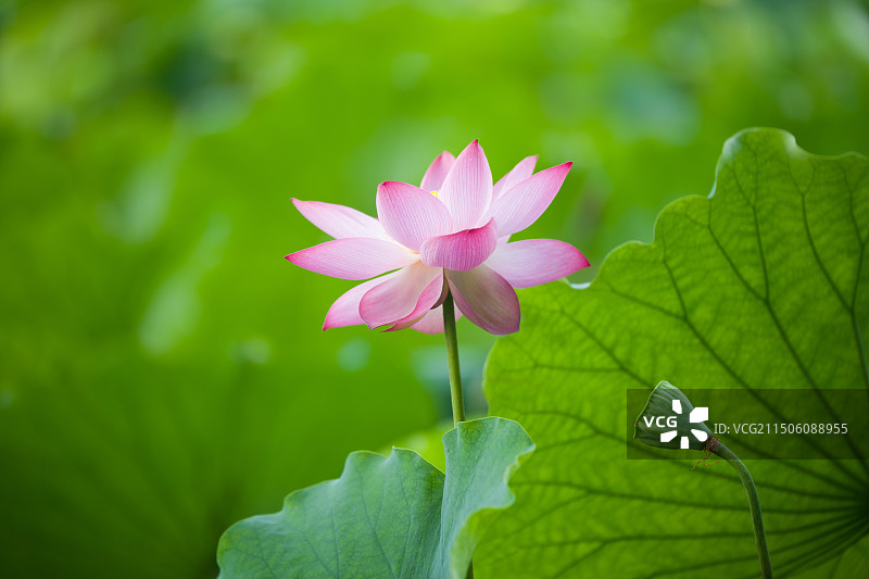 杭州西湖夏日盛开的荷花图片素材