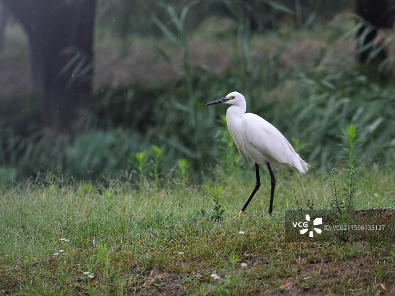 小白鹭图片素材