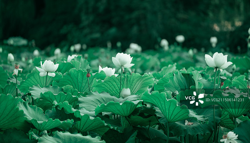 来自大明湖盛开的荷花图片素材