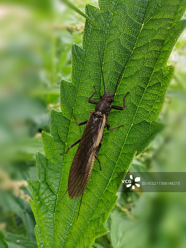 叶子上的石蝇图片素材