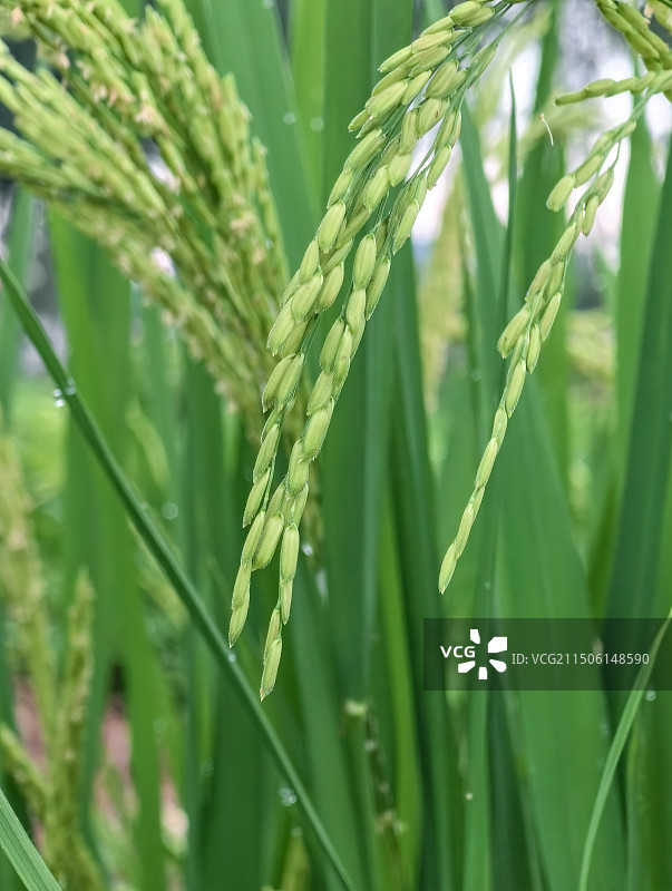 稻子图片素材