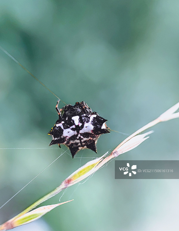 来自浙北大峡谷的库氏棘腹蛛，（Gasteracantha kuhli C.L.Koch，1838，）图片素材