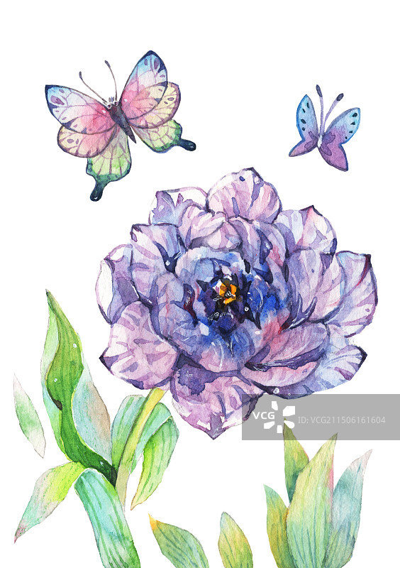 白色背景下水彩手绘紫色的花朵和蝴蝶的特写镜头植物插画郁金香装饰鲜花图片素材