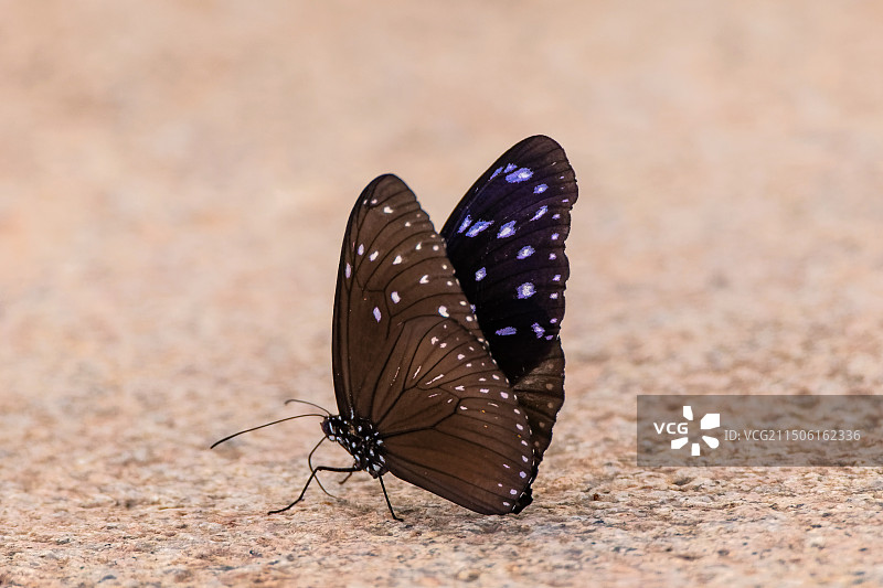 异形紫斑蝶Euploea mulciber (Cramer)图片素材