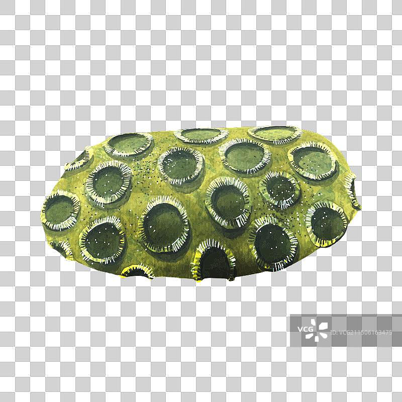 珊瑚礁中的绿色抽象海绵图片素材