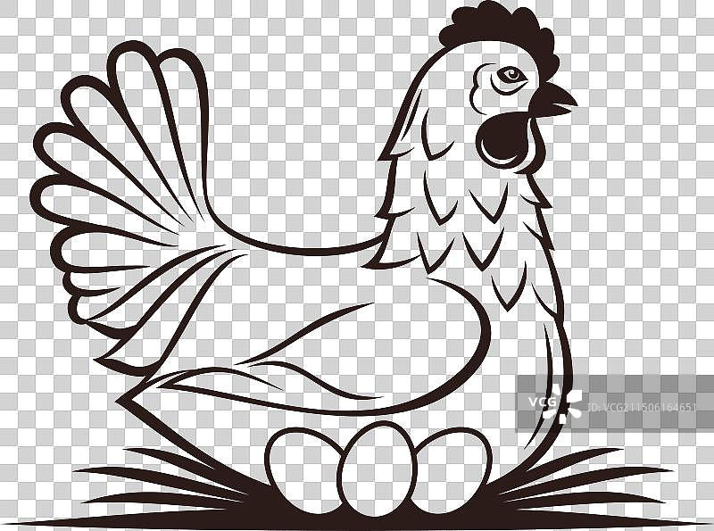 母鸡设计图片素材