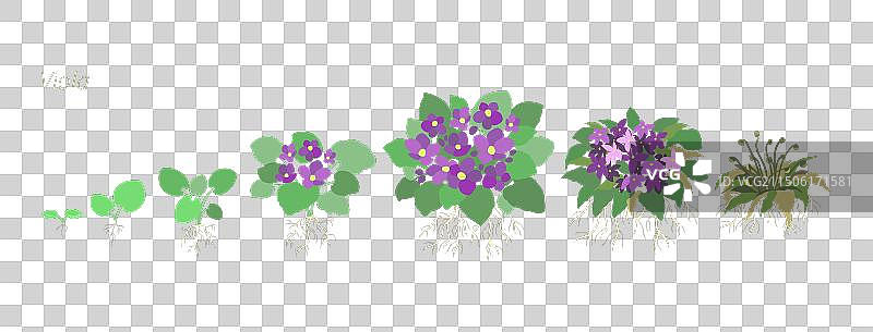 紫色植物生长阶段护理图片素材