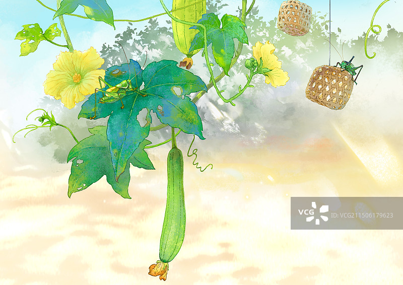 插画夏天一根有两只绿色蝈蝈的丝瓜藤图片素材
