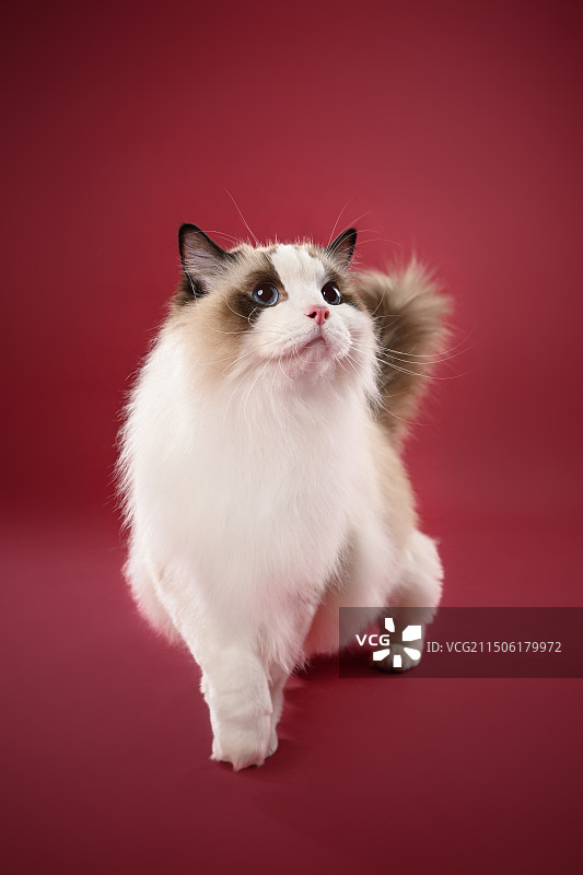 漂亮的布偶猫图片素材