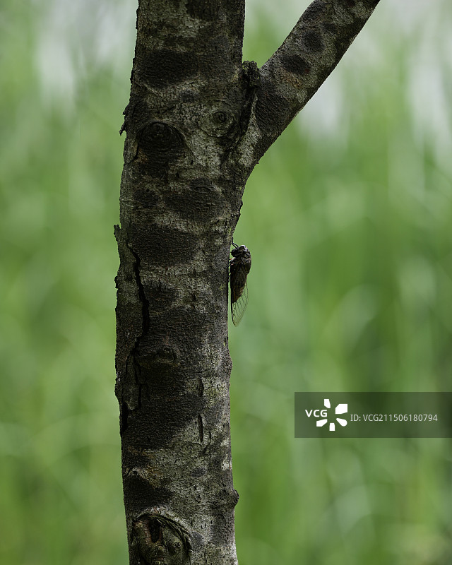 夏天到了，知了，蝉图片素材