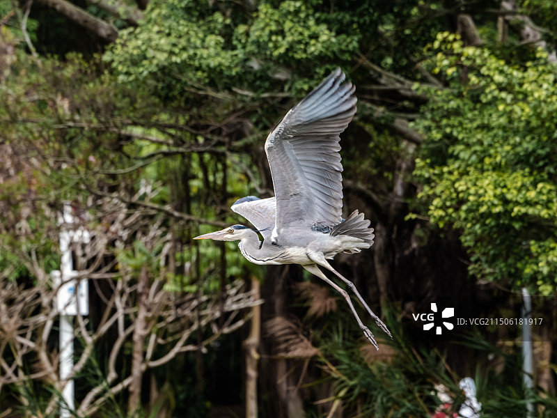 正在觅食的苍鹭图片素材