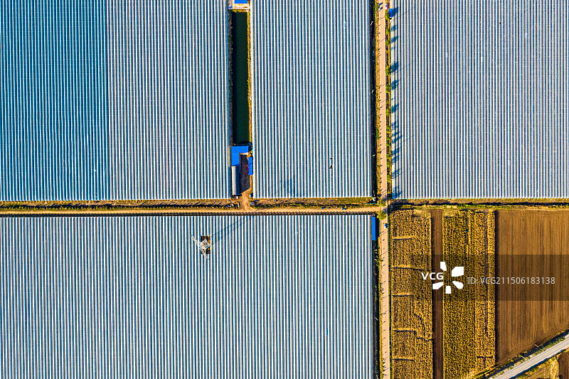 莱西市院上镇七岌无核葡萄农业大棚图片素材