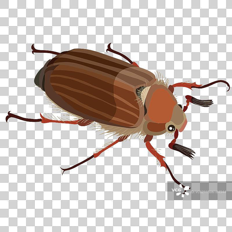 棕色甲虫的细节图片素材