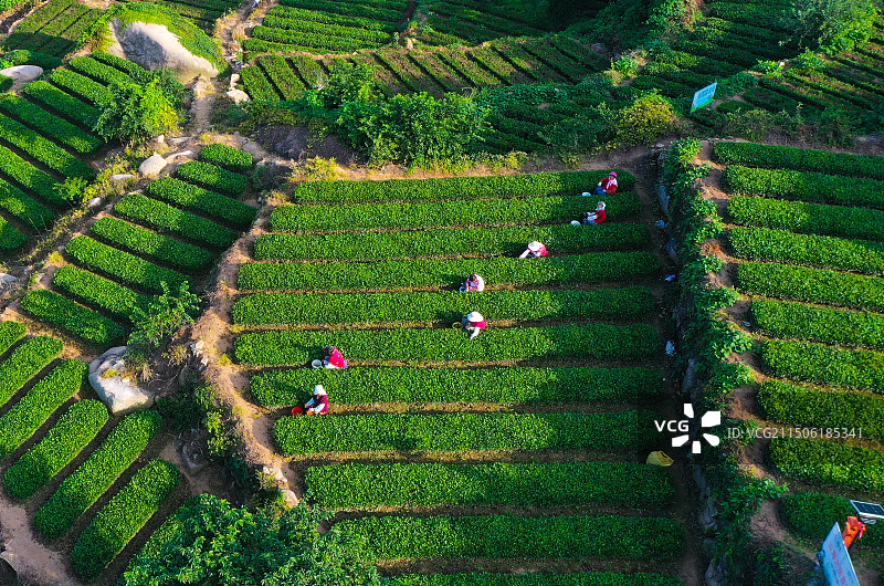 青岛崂山茶园图片素材