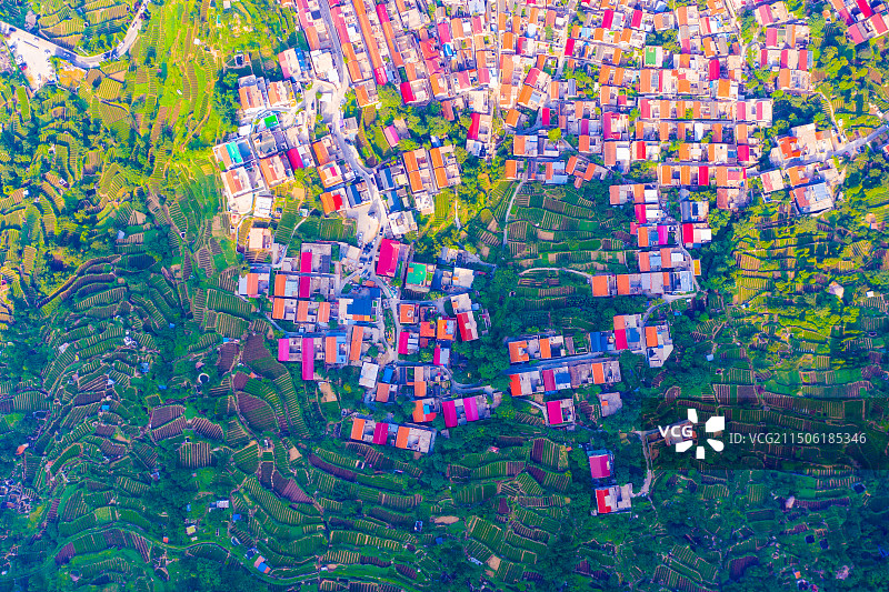 青岛崂山茶园图片素材