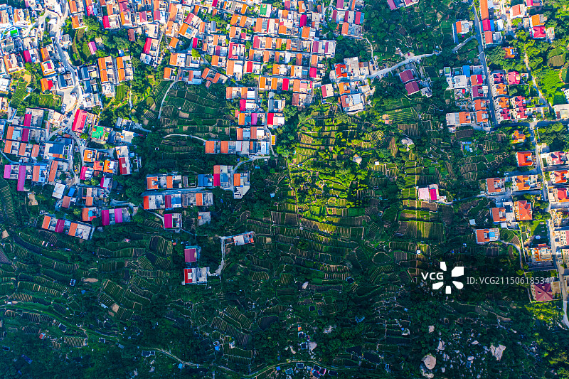 青岛崂山茶园图片素材