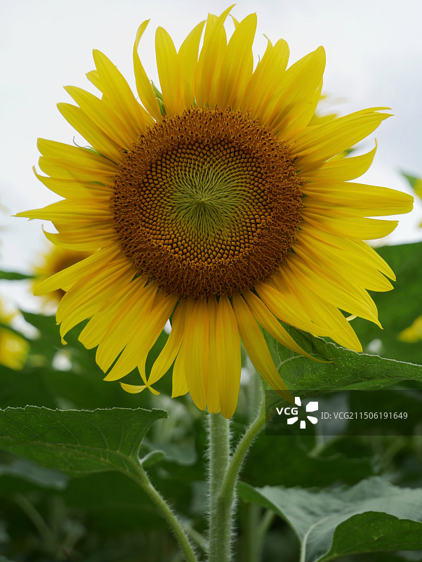 《向日葵的绽放》图片素材