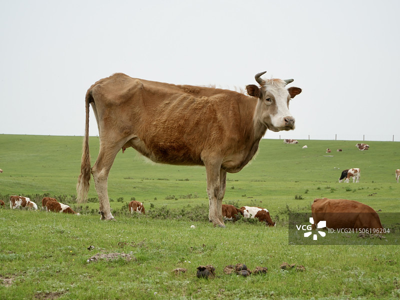 赤峰贡格尔草原上私人牧场里的老黄牛图片素材