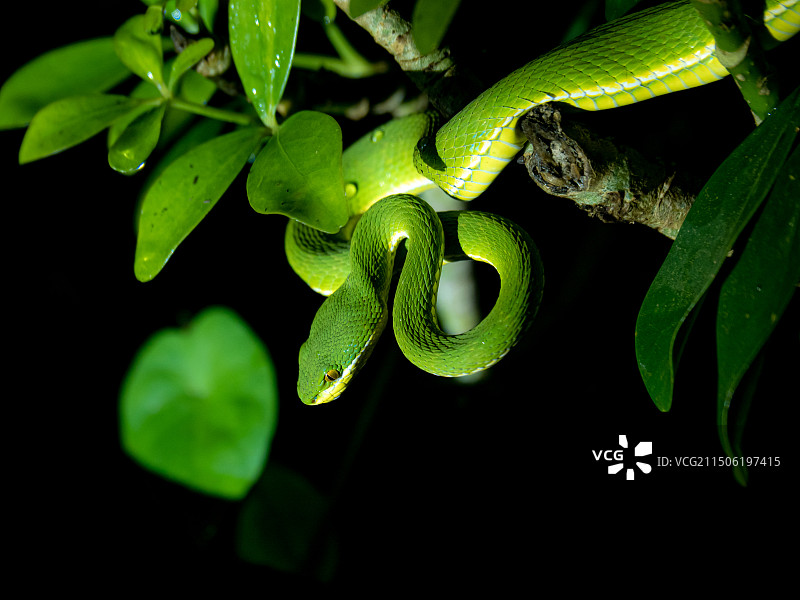 植物上竹叶青的特写镜头图片素材