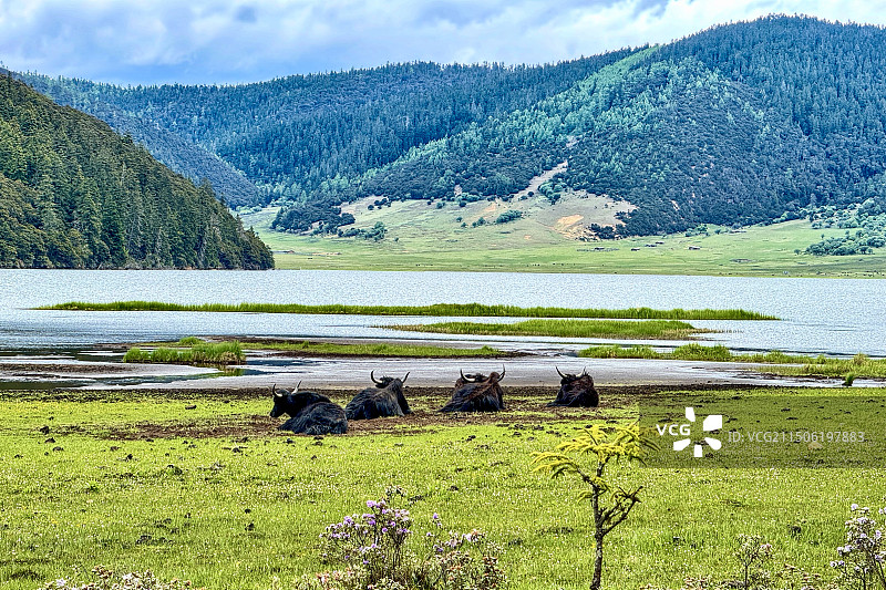 歇息的牦牛图片素材
