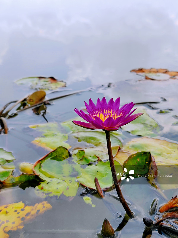 蓝天珠光漫画云倒映在海珠湿地清廉园睡莲池里图片素材