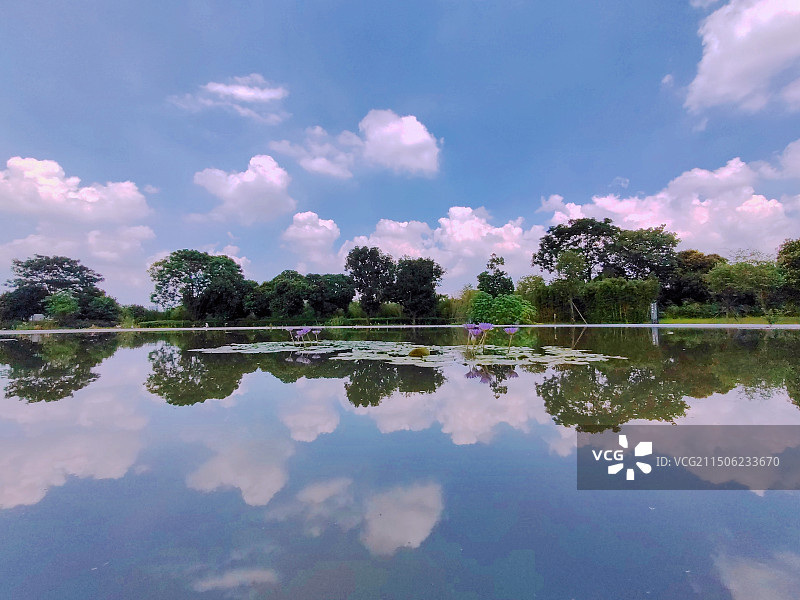 蓝天珠光漫画云倒映在海珠湿地清廉园睡莲池里图片素材