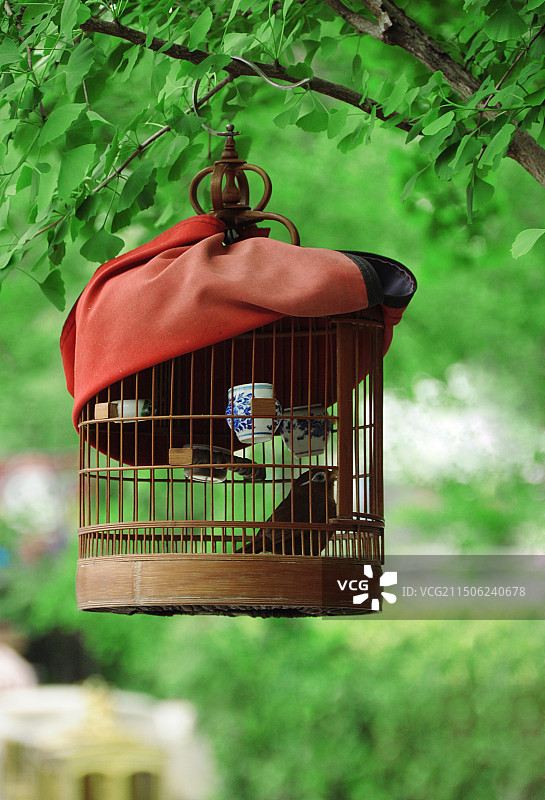 挂在公园银杏树上的画眉鸟笼子图片素材