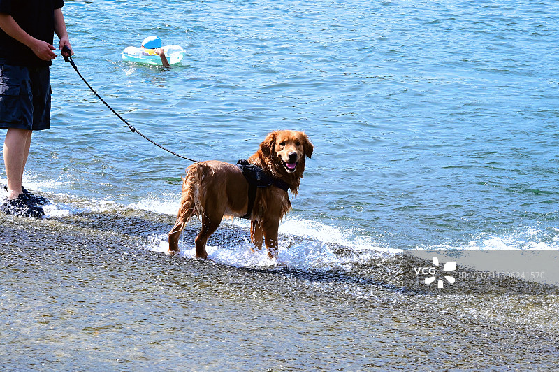 金毛狗图片素材