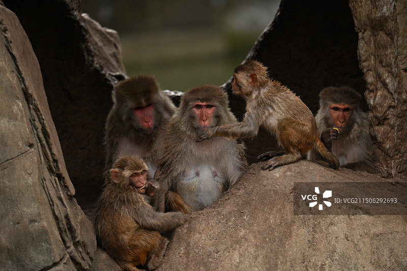 东莞市香市动物园图片素材