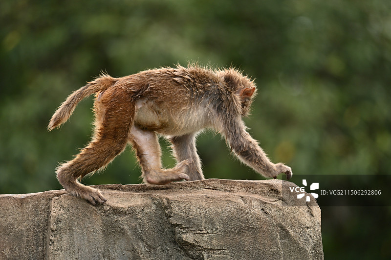 东莞市香市动物园图片素材