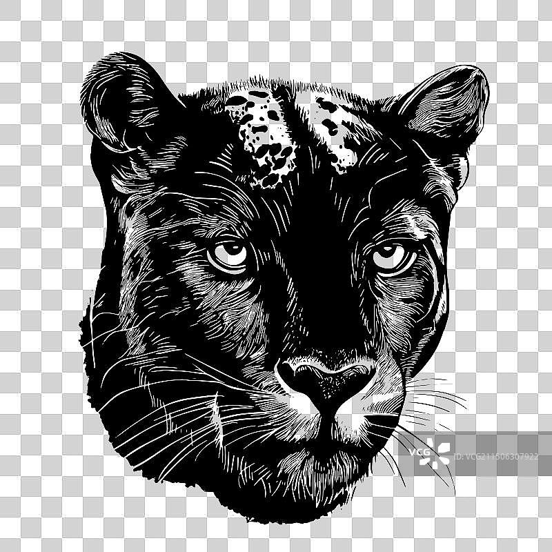 手绘野生黑色美洲豹肖像草图图片素材