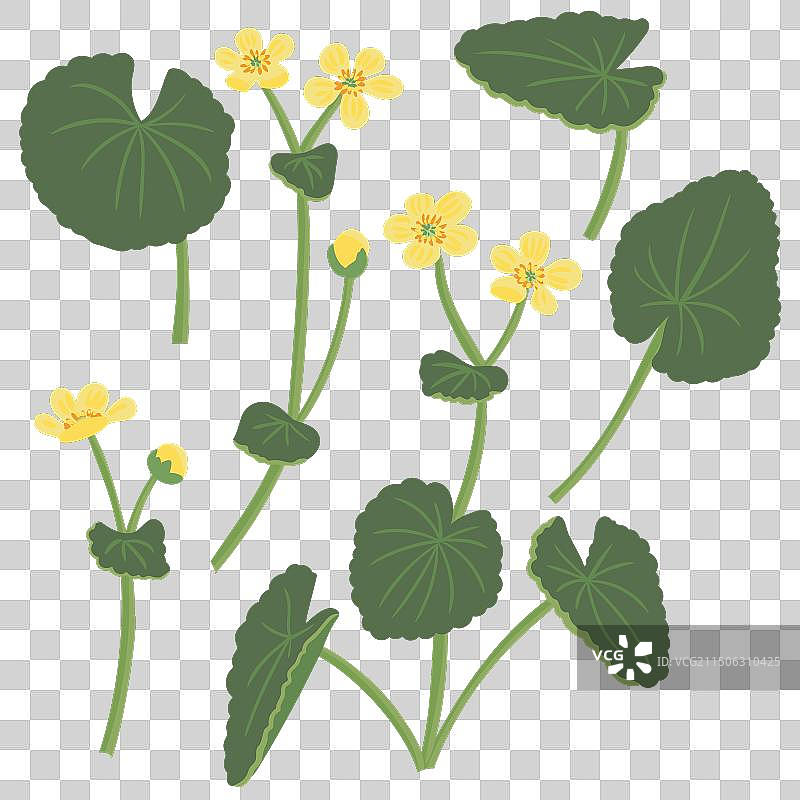 野生植物 marsh-marigold 绘画图片素材
