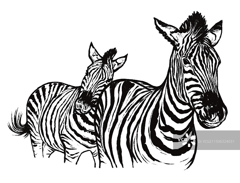 黑白 插图插画  速写 线描素描 非洲大草原 特写 斑马 野生动物 大自然图片素材