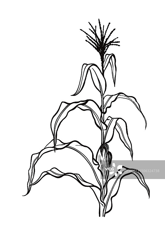 黑白 插图插画  速写 线描素描 玉米 庄家 粮食 粗粮图片素材