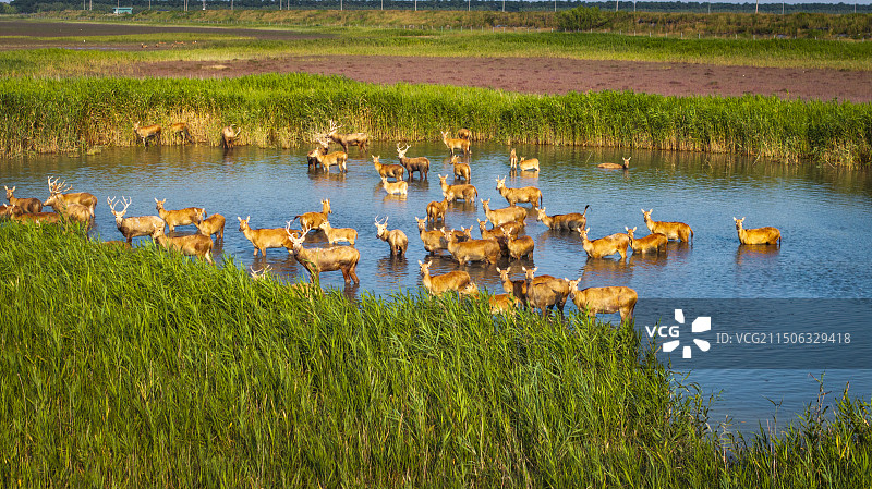 盐城大丰黄海湿地麋鹿图片素材