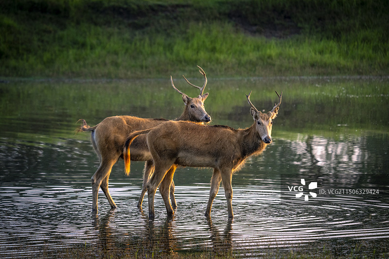 盐城大丰黄海湿地麋鹿图片素材